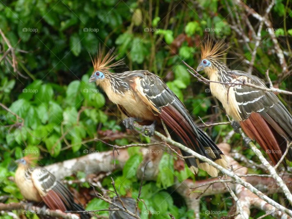 Birds sitting on tree branch