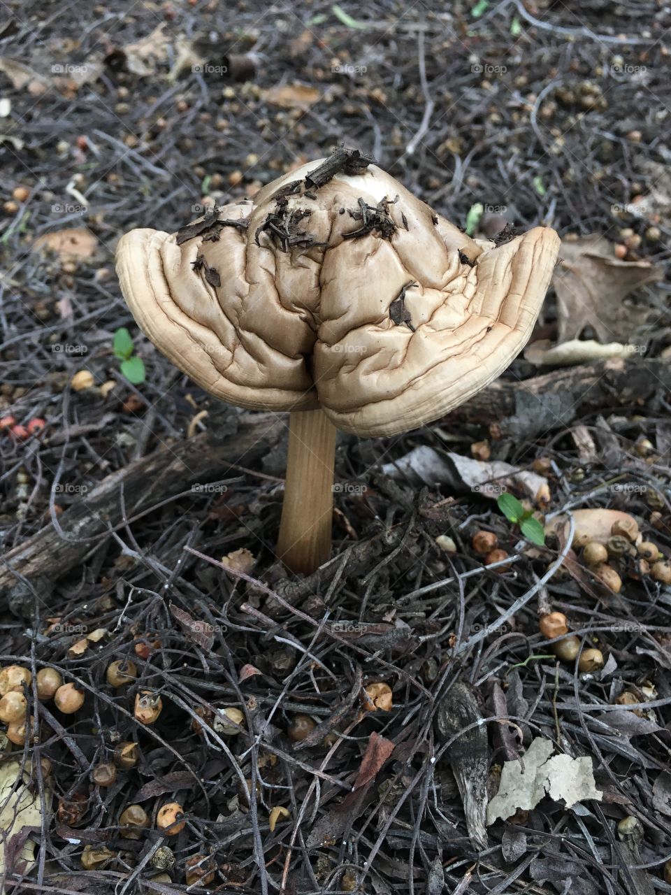 Crumpled mushroom