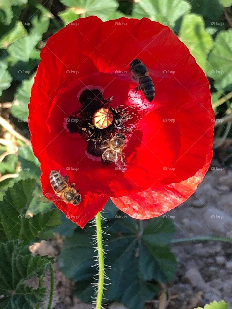 beautiful bee on red Rose