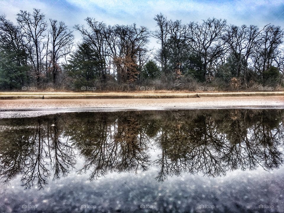 Trees reflecting on puddle
