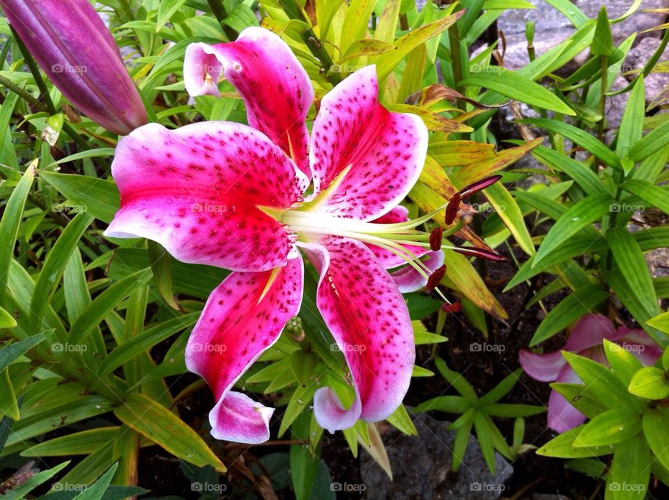 Purple lily in flowerbed.