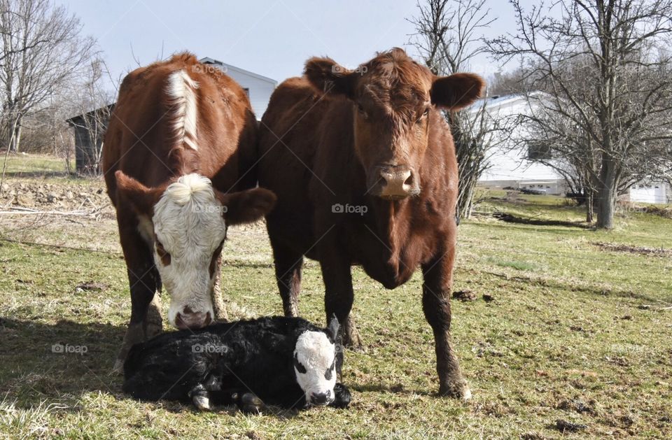 New born calf, West Virginia farm