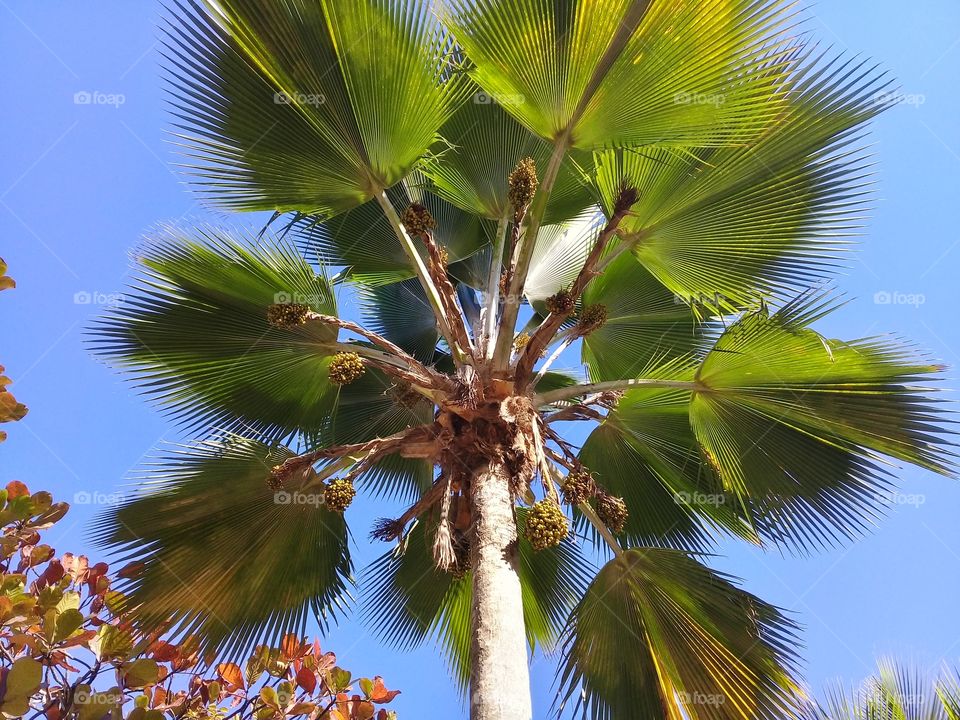 Palm
