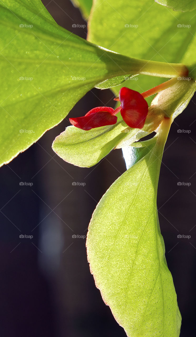 Begonia flowers