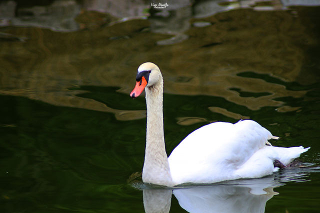The Swan