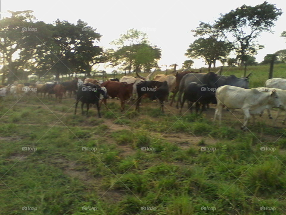 Indigenous Zebu cattle!!!