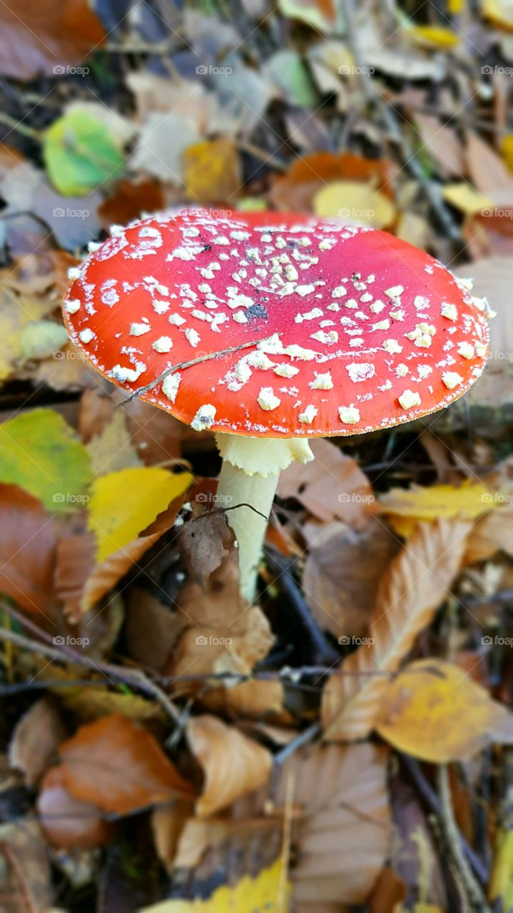 autumn forest red toadstool in the forest with brown yellow and green leaves