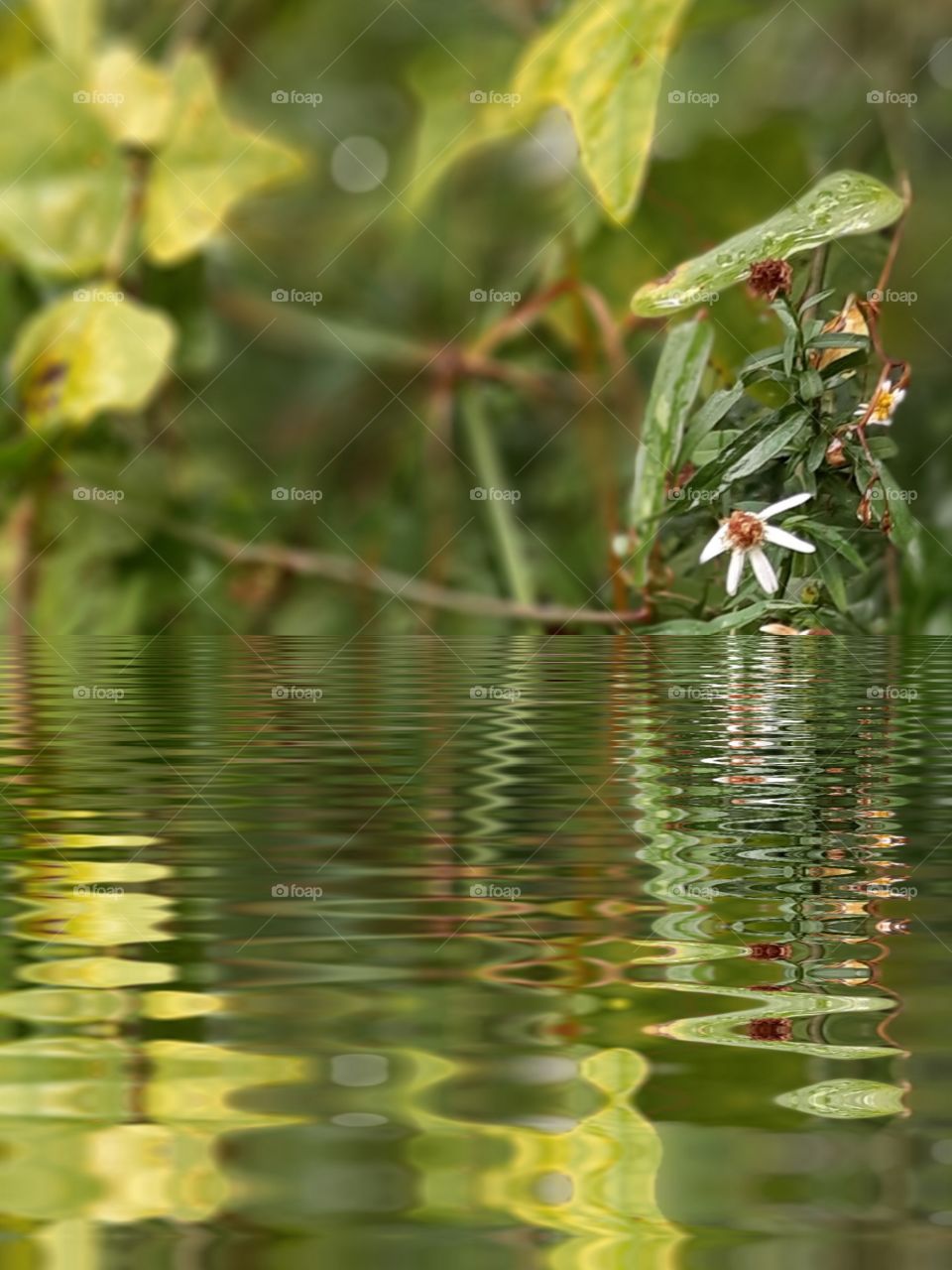 reflections of green