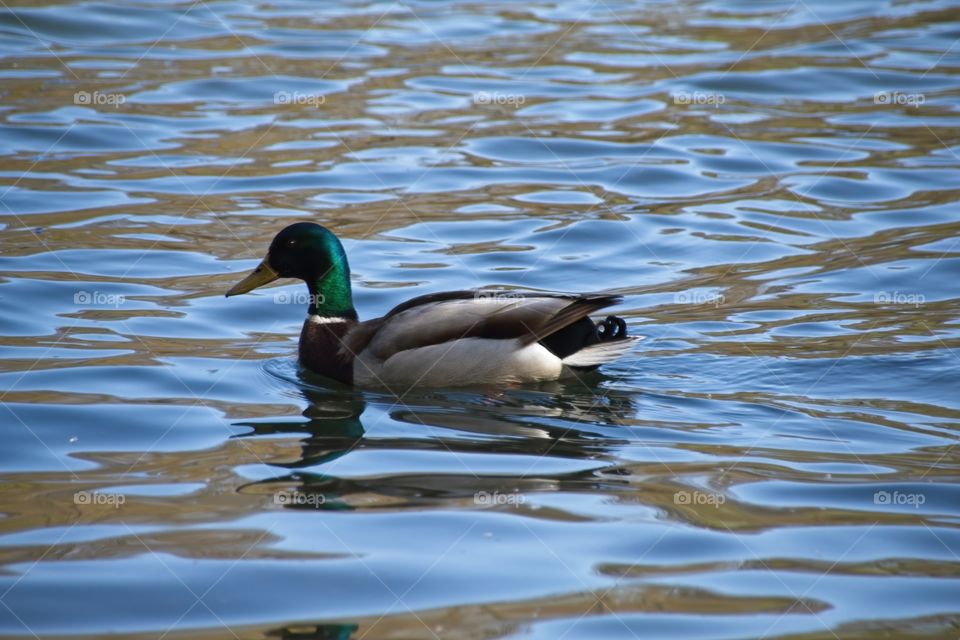 duck on the water
