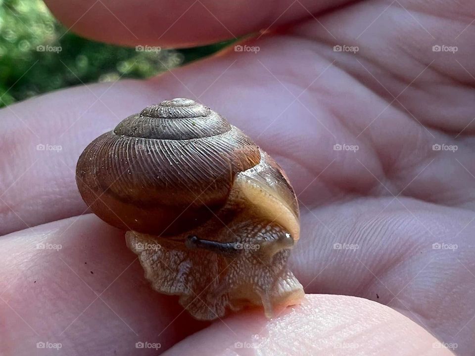 Snail in Hand