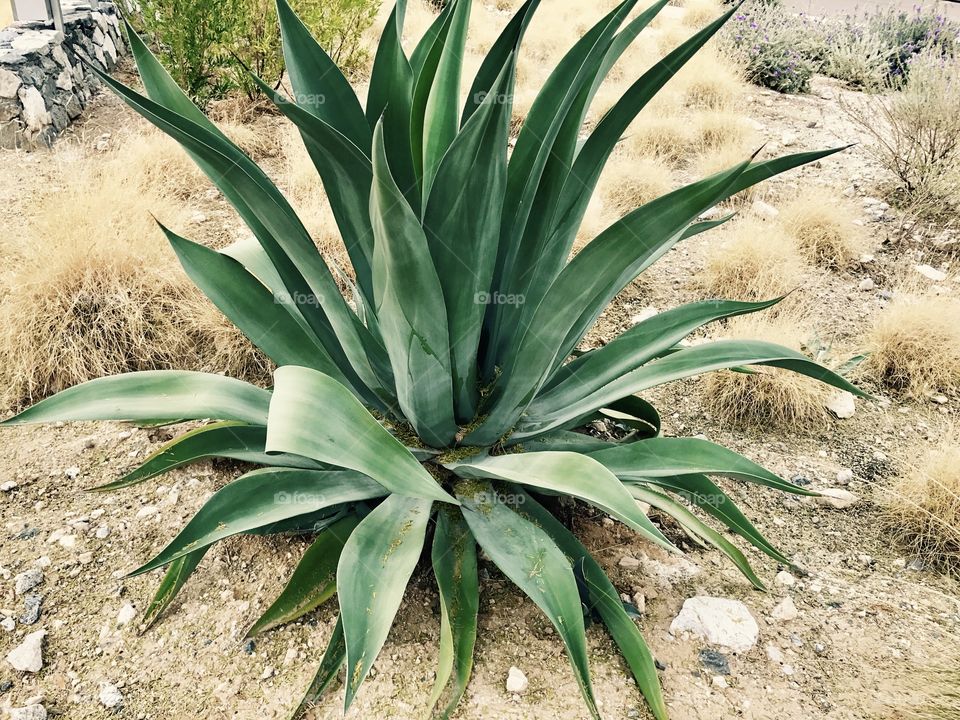 Green Desert Plant