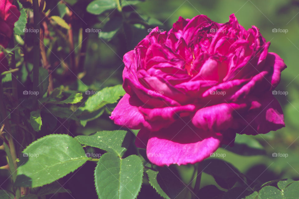A Rose So Beautiful
