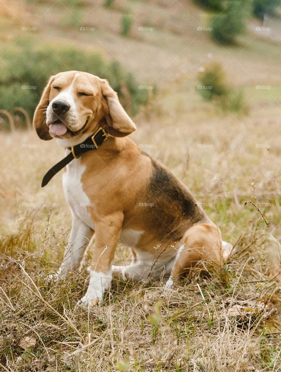 Happy beagle with close eyes outside