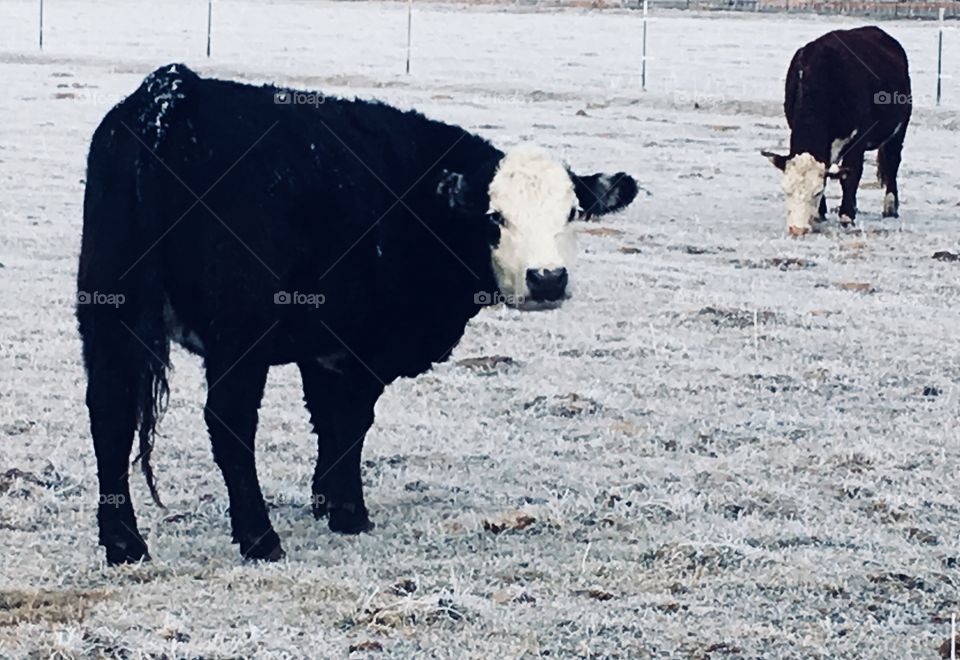 Frosty cows