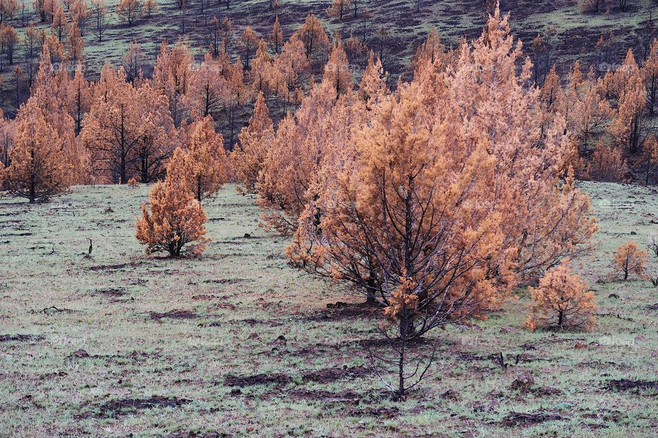 Wild grasses on a hillside began to grow again in spring contrasting with the juniper trees that are orange due to a fire the previous year. 