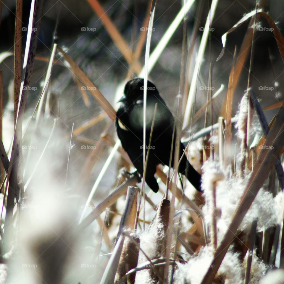 redwinged blackbird winter