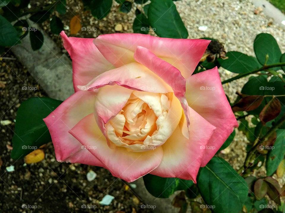 Pop of Rosy Splendor, Rose Garden, Princess Hotel Luxury Resort, Scottsdale, Arizona, USA