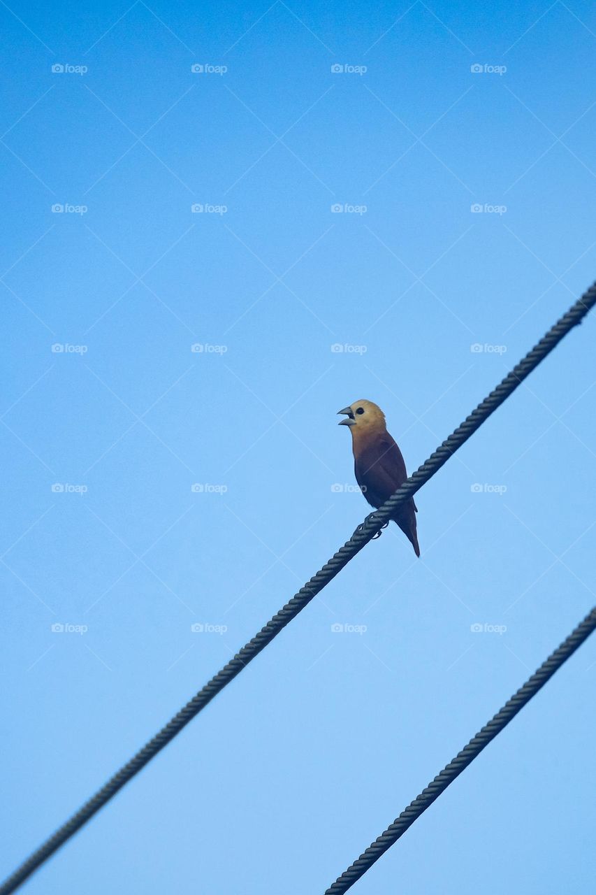 White-headed munia perched on a cable while chirping