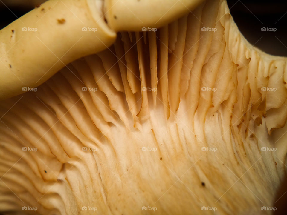 lines under mushroom