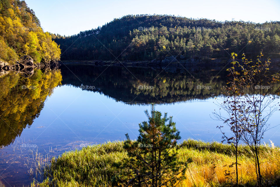 Trees reflecting on the lake