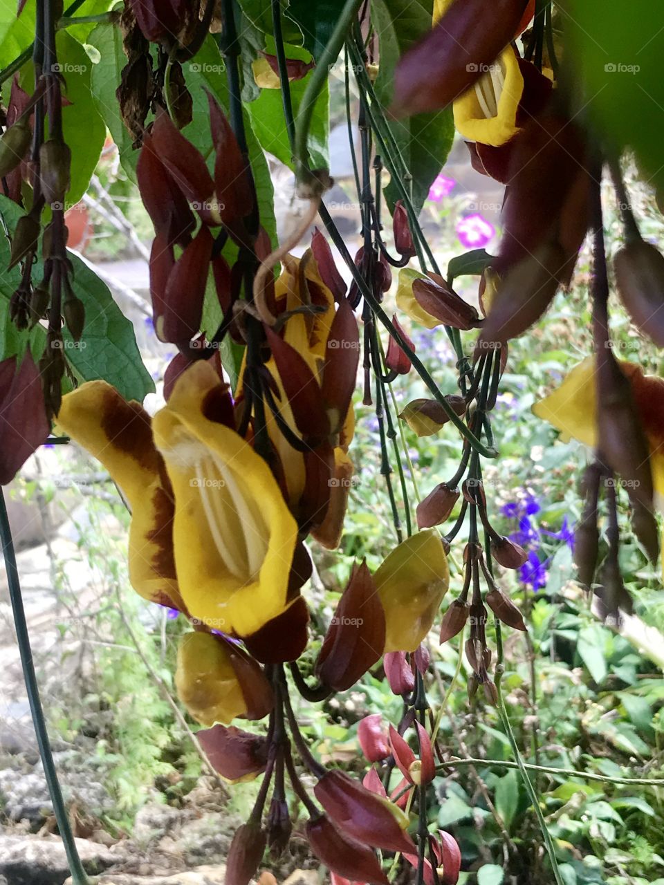 Hanging flower