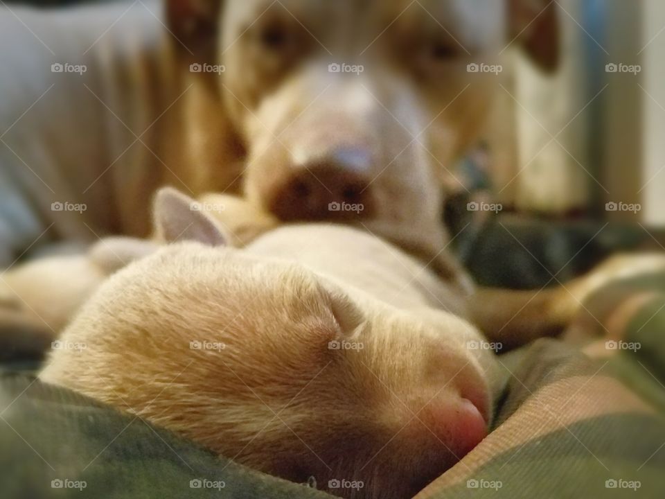newborn puppy with mom