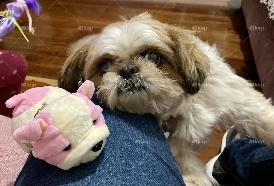 🇧🇷 Pepita e Naná! A primeira, é nossa cachorrinha pequinês (muito divertida e carinhosa). A segunda, o bichinho de pelúcia! / 🇺🇸 Pepita and Naná!  The first is our little Pekinese dog (very fun and affectionate).  The second, the stuffed animal!