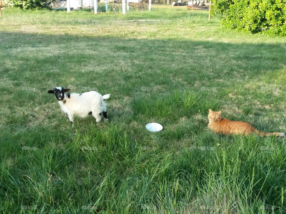 cat and goat