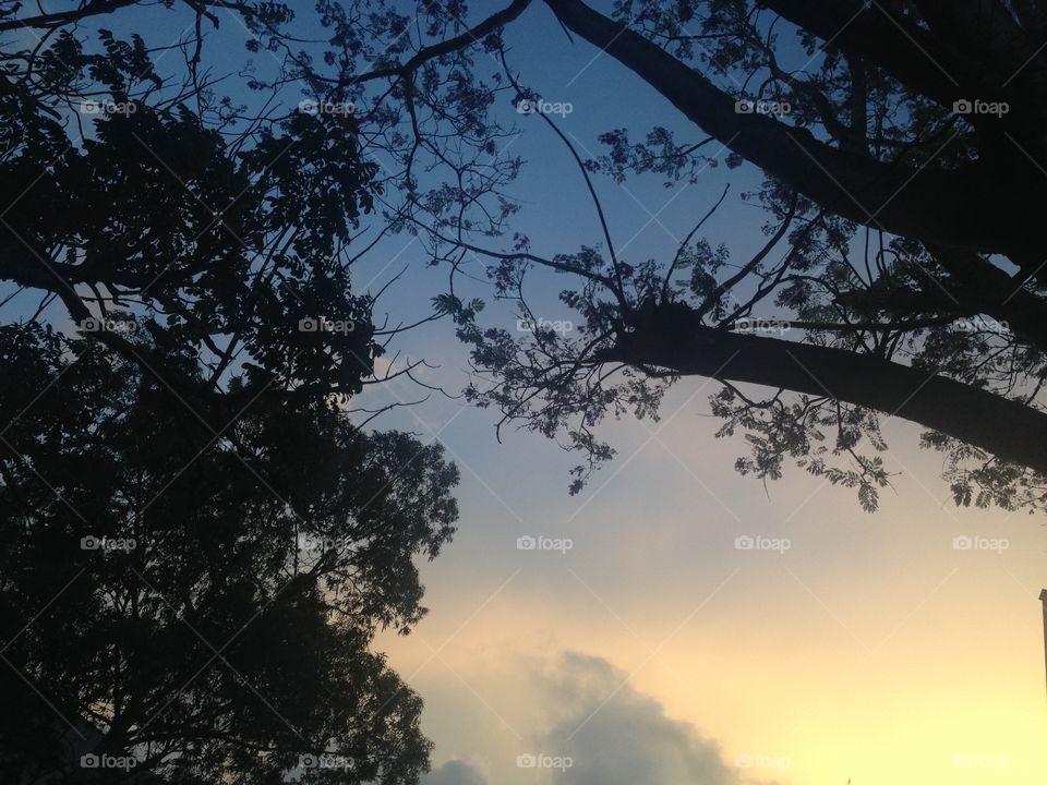 Tree silhouette in sky