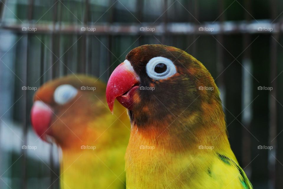 Close up of a bird in a cage.