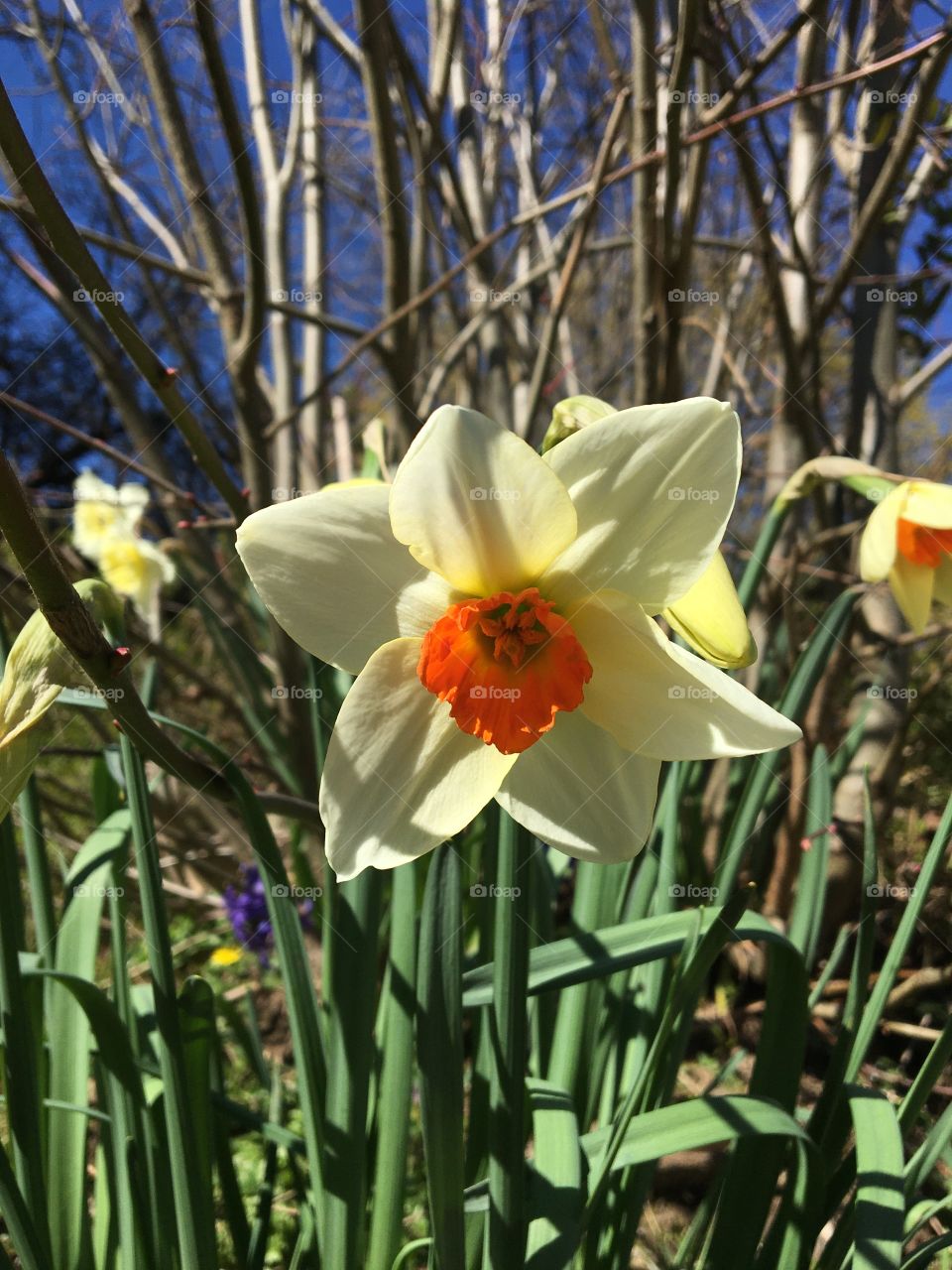 Narcissus blooming in sun
