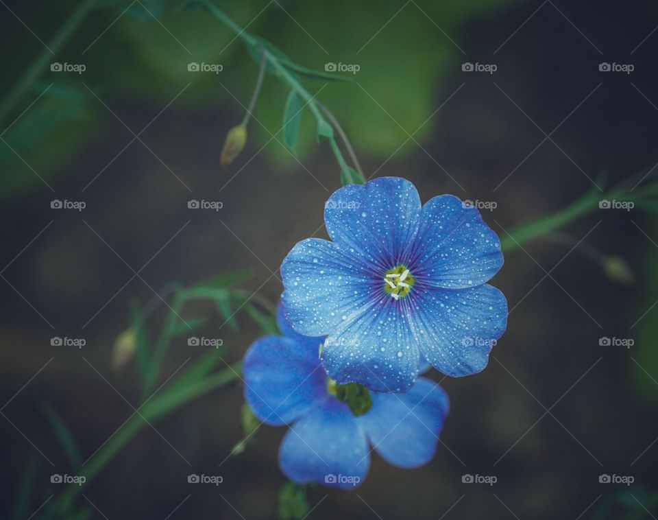 flax flowers in the garden