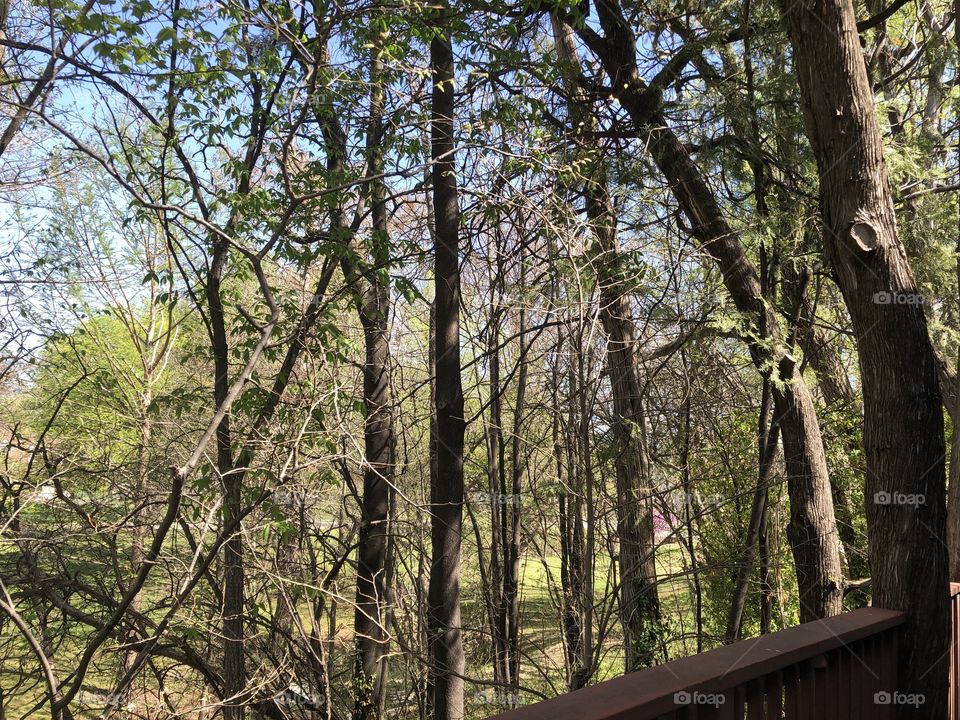 Tree covered landscape 