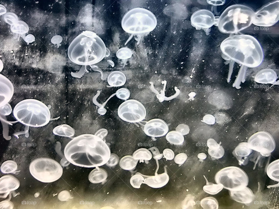 baltimore aquarium moon jellyfish by silkenjade