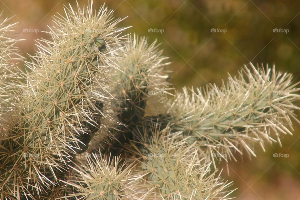 Sharp Needles of a Cholla Cactus