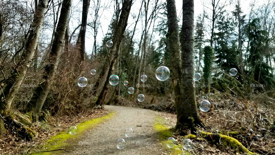 Bubbles over trees