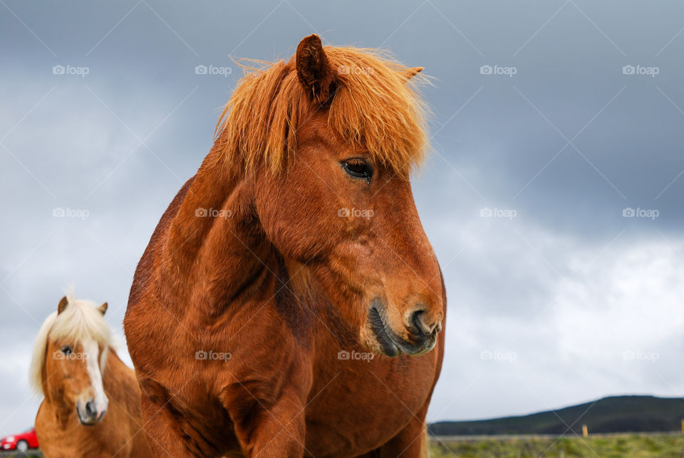 Icelandic chestnut horse
