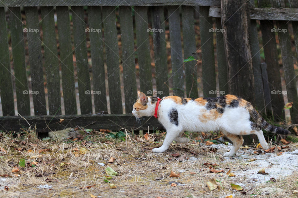 Cat walking near a wooden fence