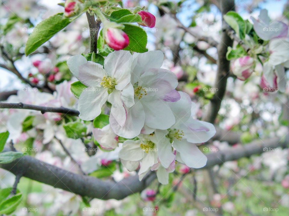 Close-up of blooming apple tree