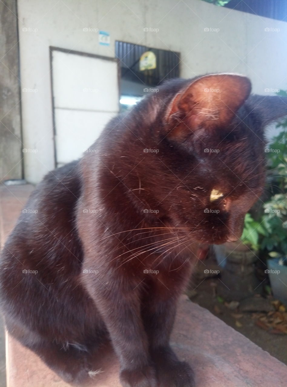 hmmm!!!, curious cat, kitty alert, mykittyanne, what is that???,