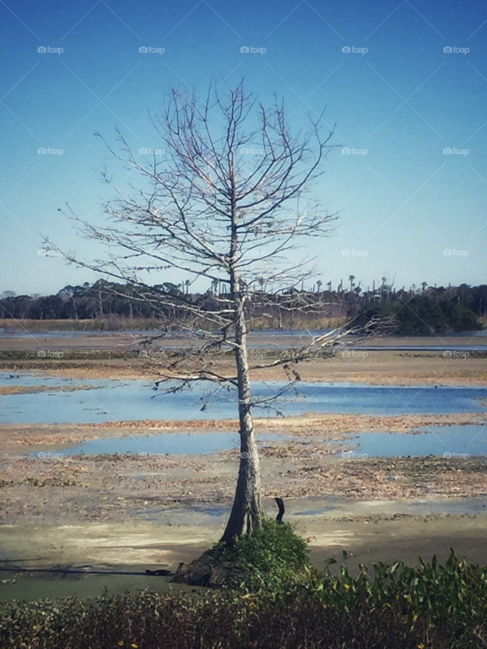 Young leafless cypress tree standing alone at the edge of a swamp
