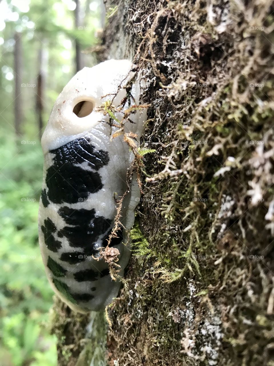 Unbelievable slug found in Washington park where it stays wet enough for them to stick around!