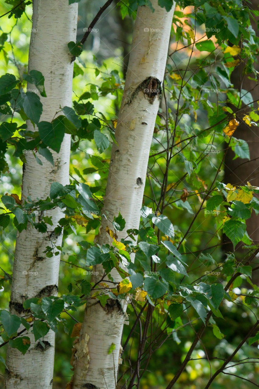 White Burch Trees in New Hampshire