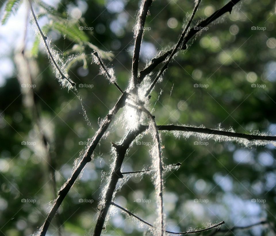 Wispy Spider Webs Covering Branches