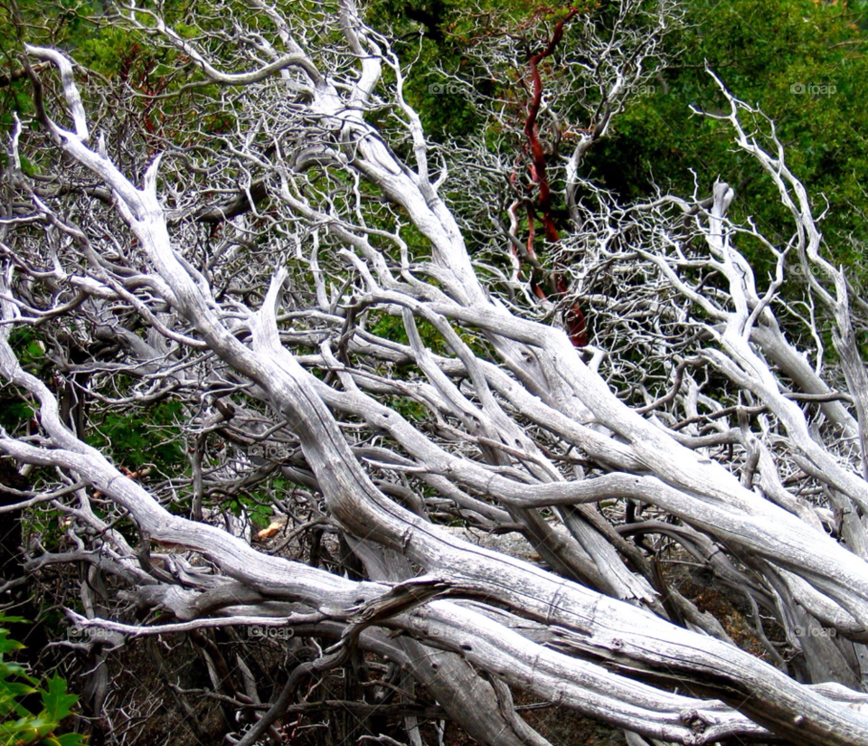 white forest contrast natural by stevehardley7
