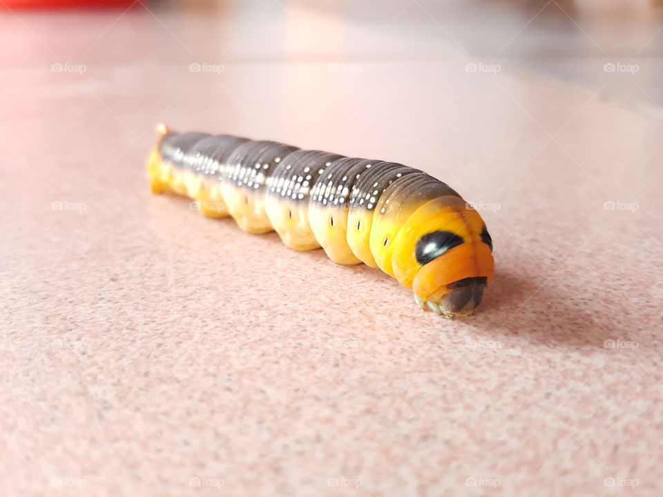 pupa