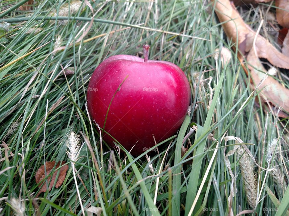 Shiny red apple in orchard.