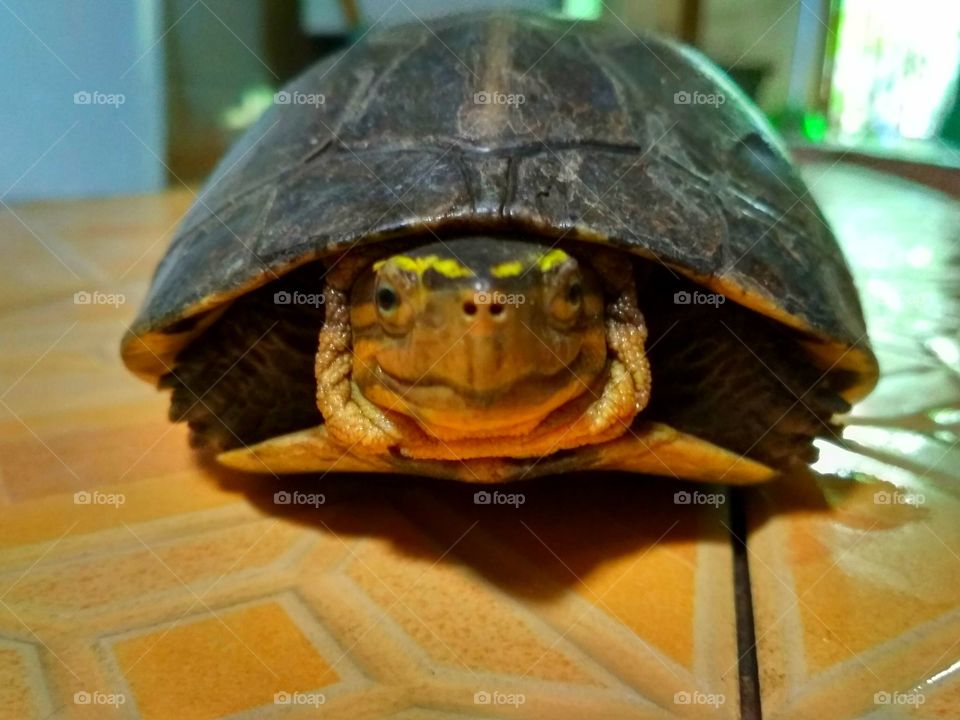 Turtle
