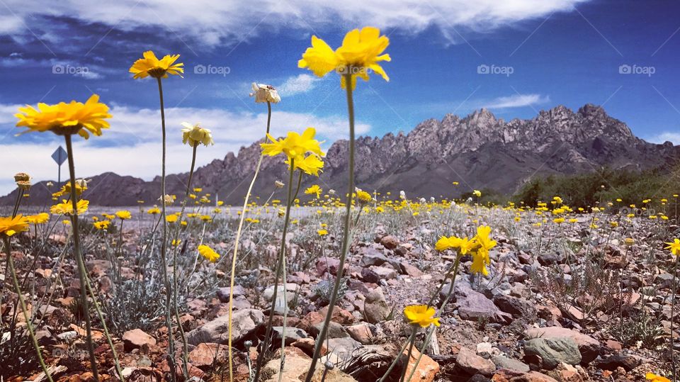 Flowers in front of Organ Mountains