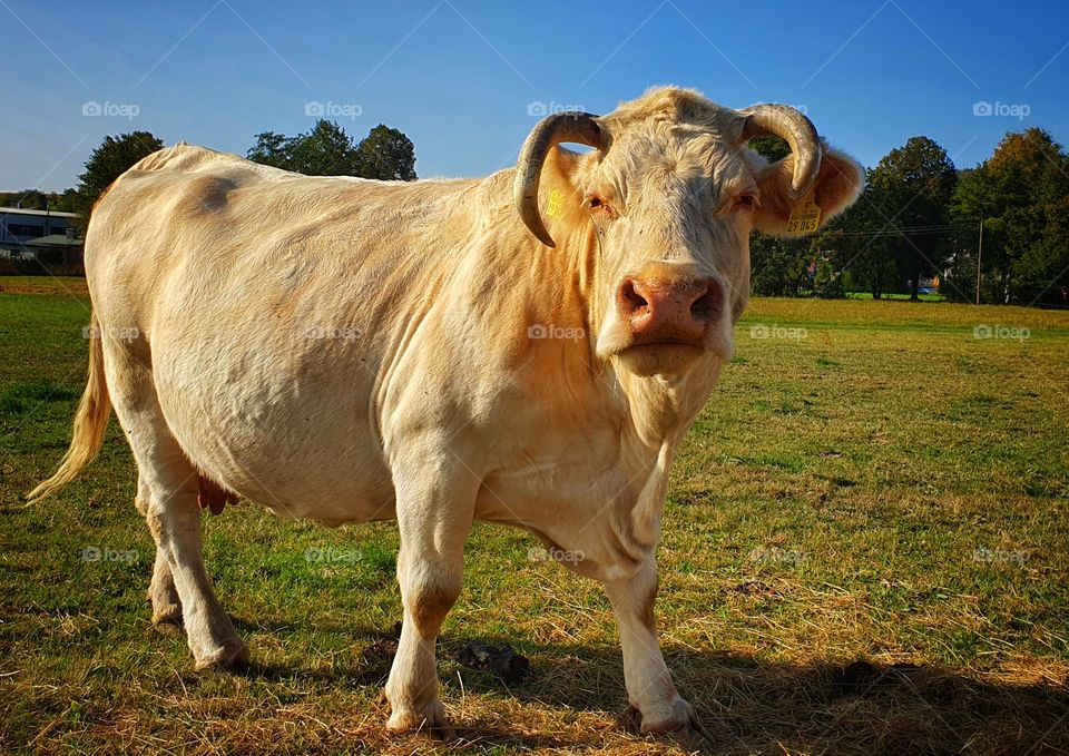 Funny Cow